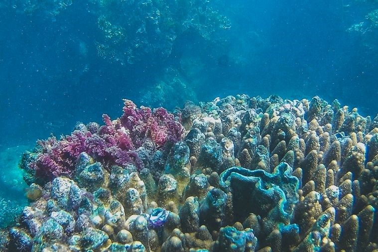 Tour Hòn Chùa 1 Ngày